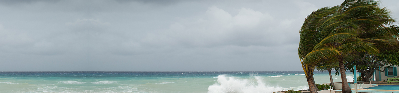 trees blowing in hurricane