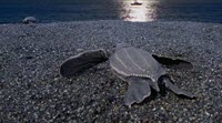 Sea Turtles in the dark