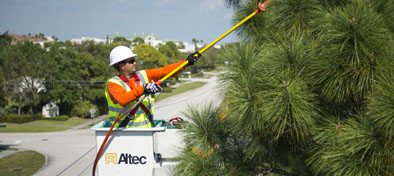 vegetation management worker trimming tree